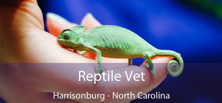 Reptile Vet Harrisonburg - North Carolina