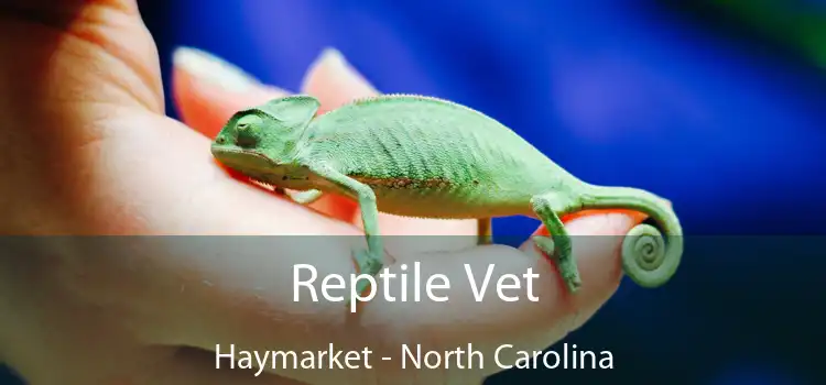 Reptile Vet Haymarket - North Carolina