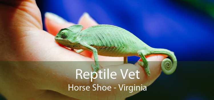 Reptile Vet Horse Shoe - Virginia