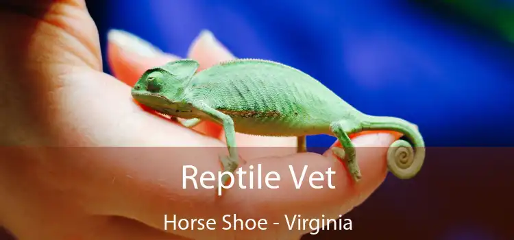 Reptile Vet Horse Shoe - Virginia