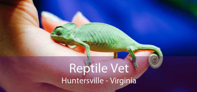 Reptile Vet Huntersville - Virginia