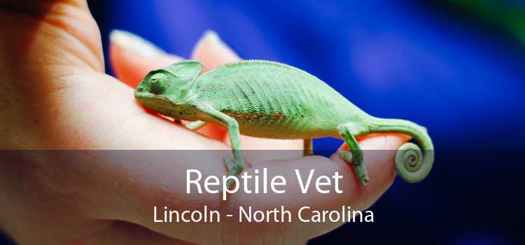 Reptile Vet Lincoln - North Carolina