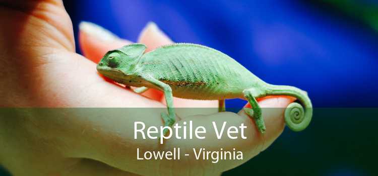Reptile Vet Lowell - Virginia