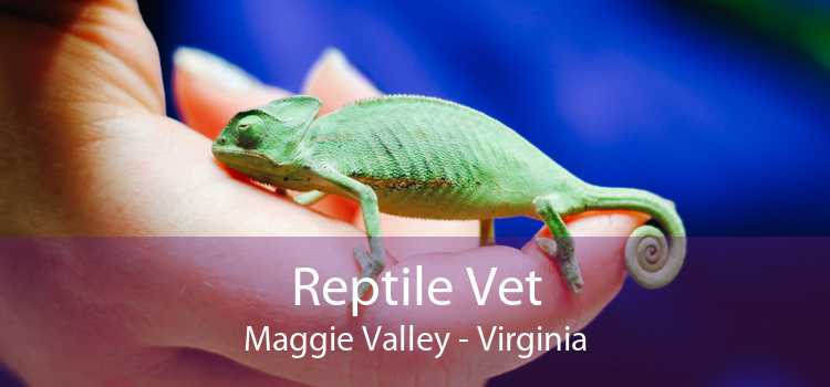 Reptile Vet Maggie Valley - Virginia