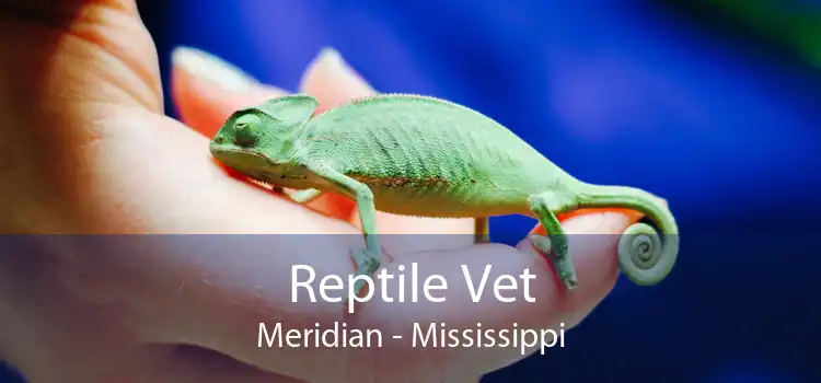 Reptile Vet Meridian - Mississippi