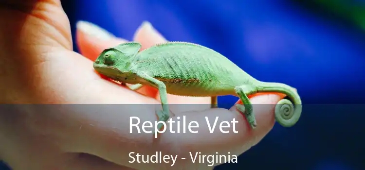 Reptile Vet Studley - Virginia