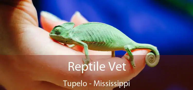 Reptile Vet Tupelo - Mississippi