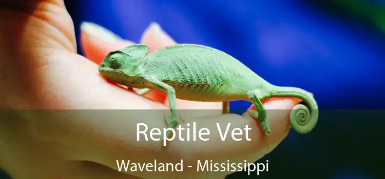 Reptile Vet Waveland - Mississippi