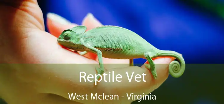 Reptile Vet West Mclean - Virginia