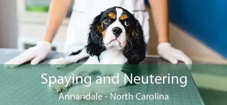 Spaying and Neutering Annandale - North Carolina