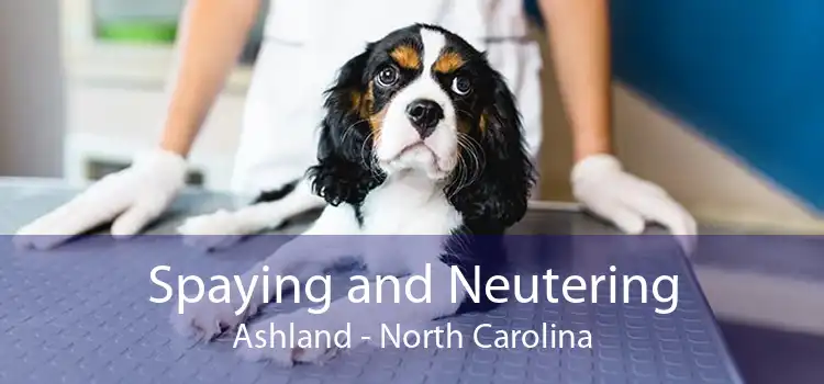 Spaying and Neutering Ashland - North Carolina