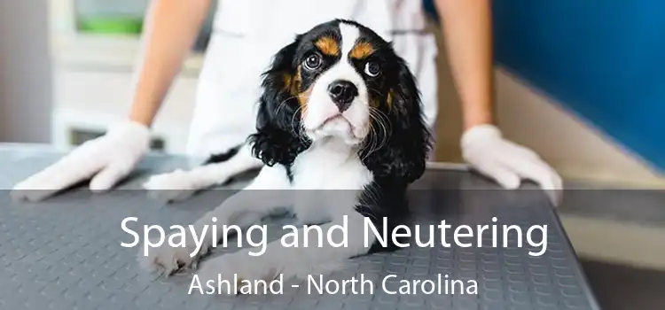 Spaying and Neutering Ashland - North Carolina