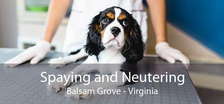 Spaying and Neutering Balsam Grove - Virginia