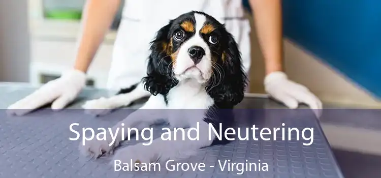 Spaying and Neutering Balsam Grove - Virginia