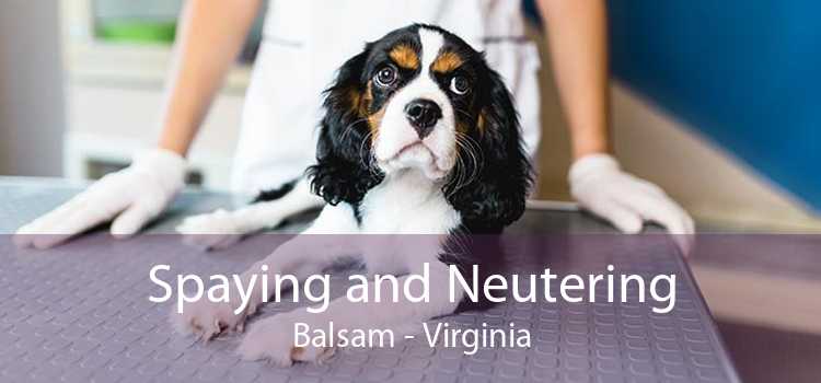 Spaying and Neutering Balsam - Virginia
