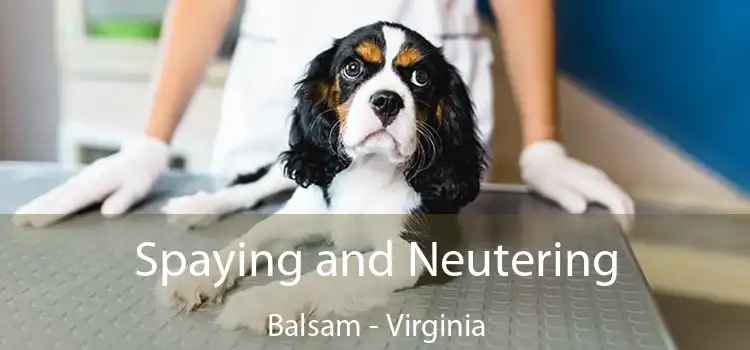 Spaying and Neutering Balsam - Virginia