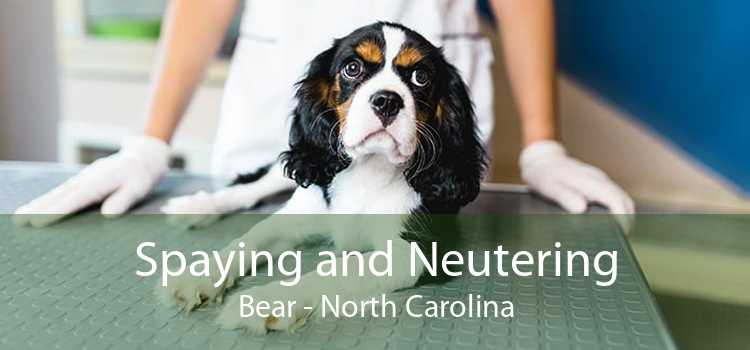 Spaying and Neutering Bear - North Carolina