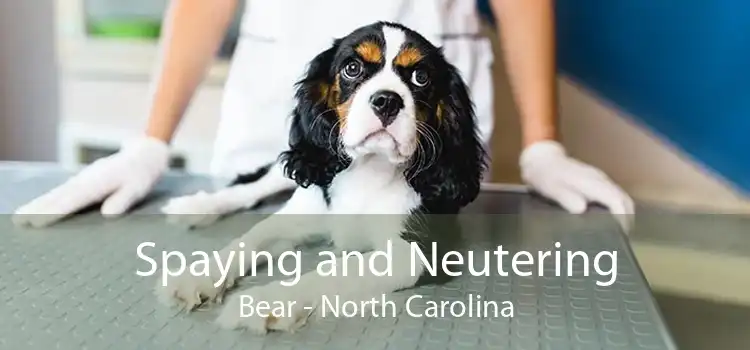 Spaying and Neutering Bear - North Carolina