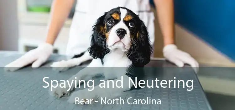 Spaying and Neutering Bear - North Carolina