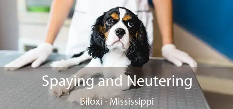 Spaying and Neutering Biloxi - Mississippi