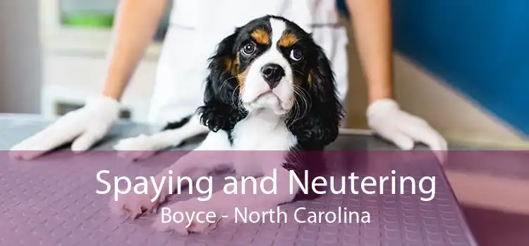 Spaying and Neutering Boyce - North Carolina