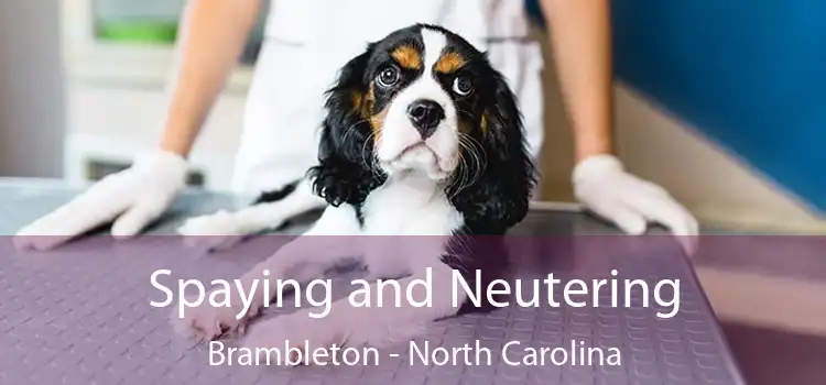 Spaying and Neutering Brambleton - North Carolina