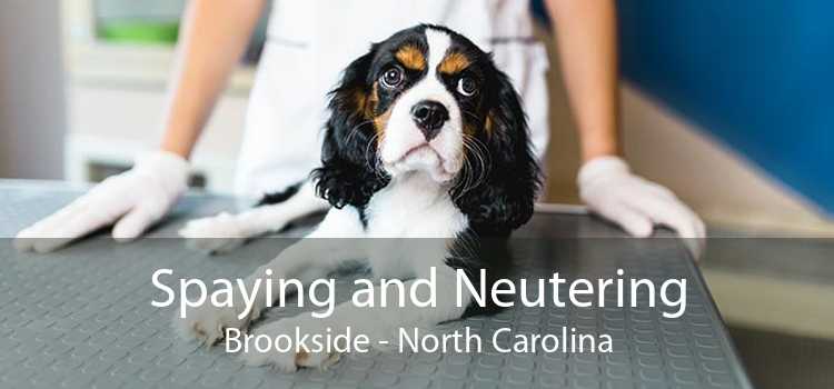 Spaying and Neutering Brookside - North Carolina