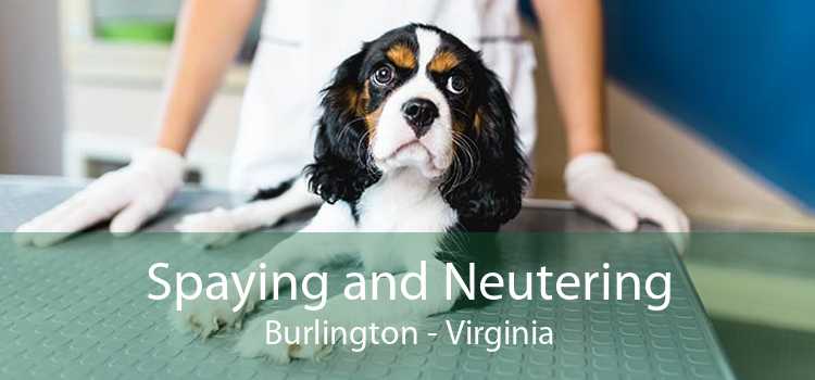 Spaying and Neutering Burlington - Virginia