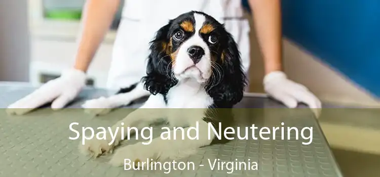 Spaying and Neutering Burlington - Virginia