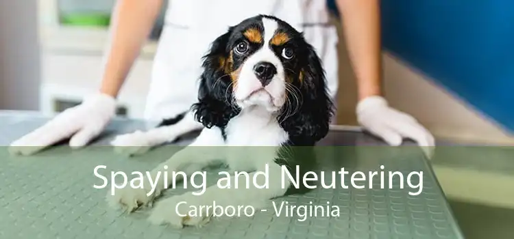 Spaying and Neutering Carrboro - Virginia