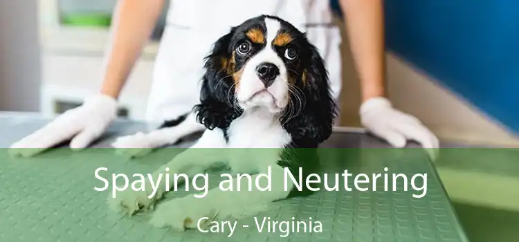 Spaying and Neutering Cary - Virginia