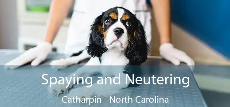 Spaying and Neutering Catharpin - North Carolina