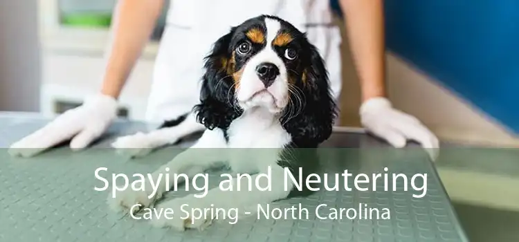 Spaying and Neutering Cave Spring - North Carolina