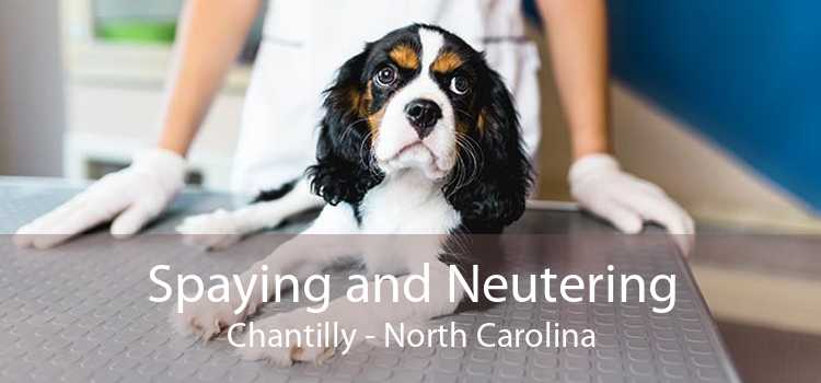 Spaying and Neutering Chantilly - North Carolina