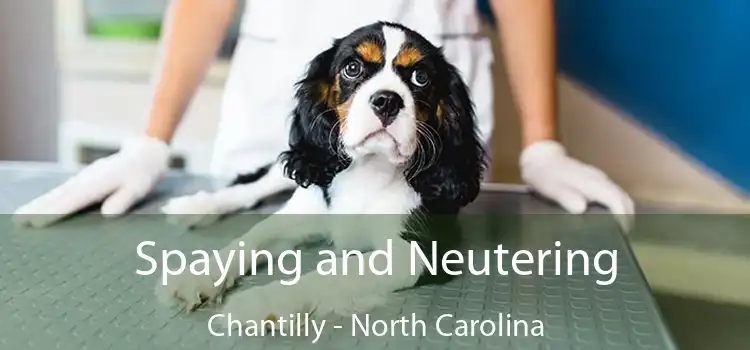 Spaying and Neutering Chantilly - North Carolina