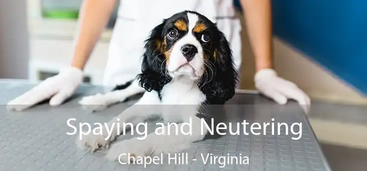 Spaying and Neutering Chapel Hill - Virginia