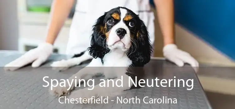 Spaying and Neutering Chesterfield - North Carolina