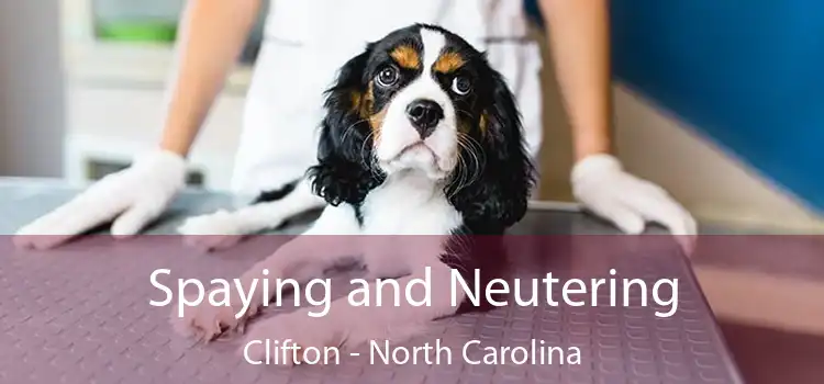 Spaying and Neutering Clifton - North Carolina