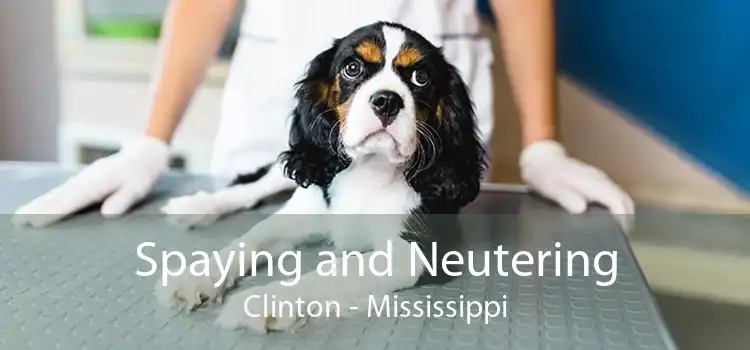 Spaying and Neutering Clinton - Mississippi