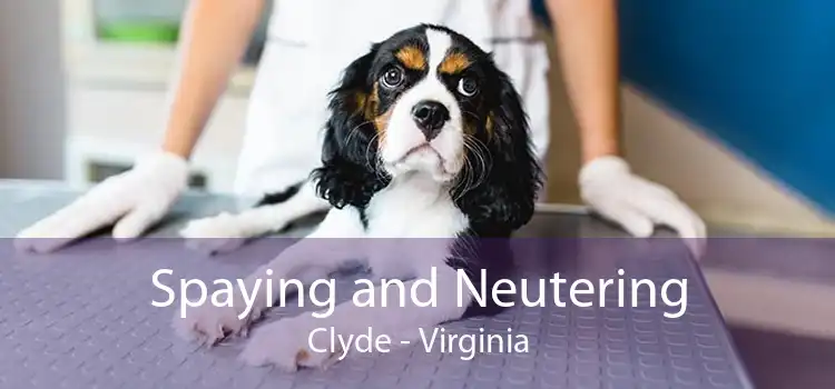 Spaying and Neutering Clyde - Virginia