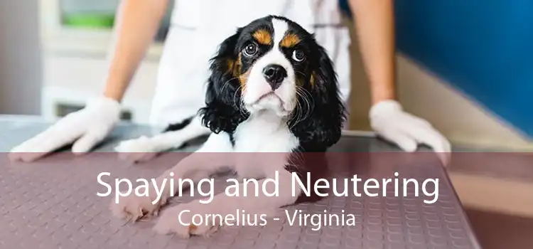 Spaying and Neutering Cornelius - Virginia