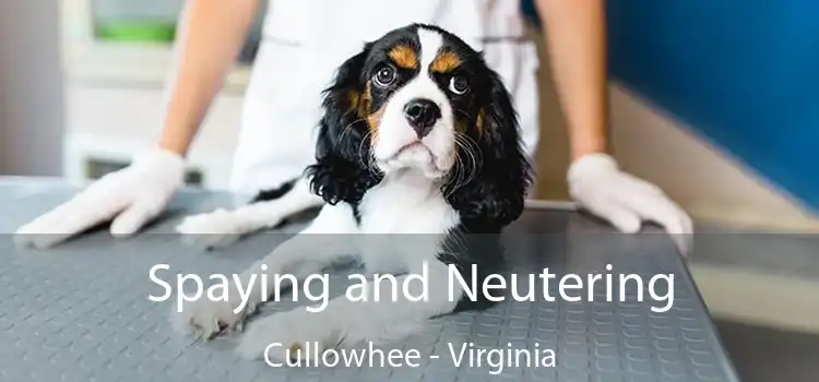 Spaying and Neutering Cullowhee - Virginia