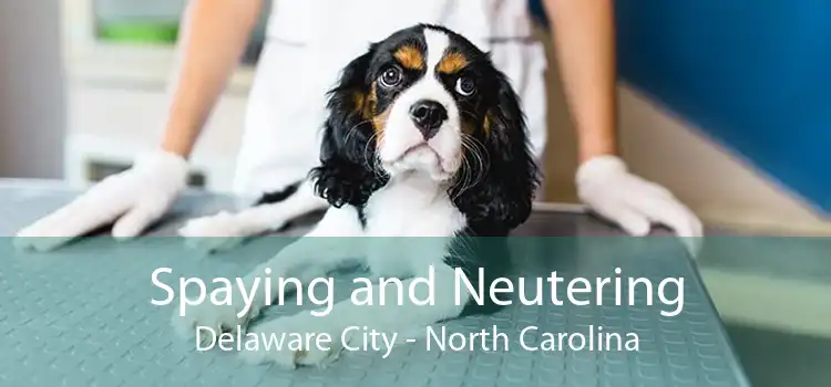 Spaying and Neutering Delaware City - North Carolina