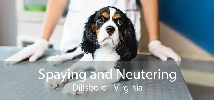Spaying and Neutering Dillsboro - Virginia