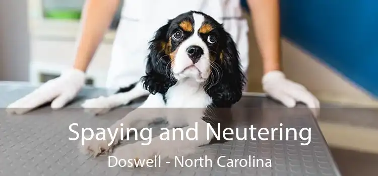 Spaying and Neutering Doswell - North Carolina