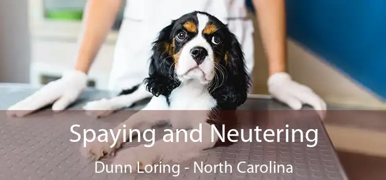 Spaying and Neutering Dunn Loring - North Carolina