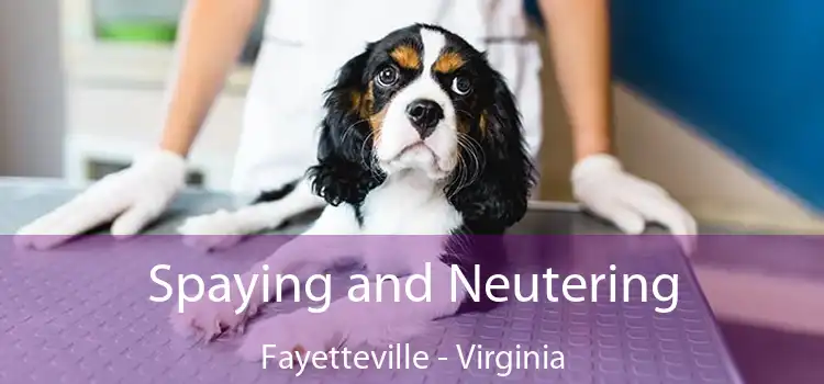 Spaying and Neutering Fayetteville - Virginia