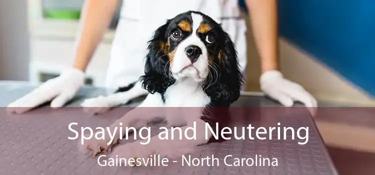 Spaying and Neutering Gainesville - North Carolina