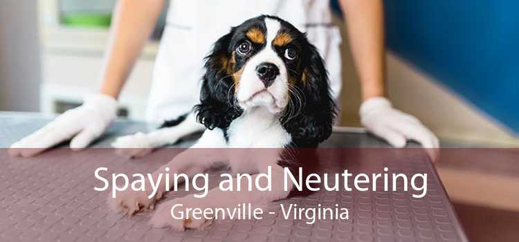 Spaying and Neutering Greenville - Virginia