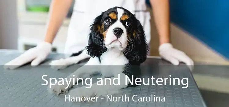 Spaying and Neutering Hanover - North Carolina